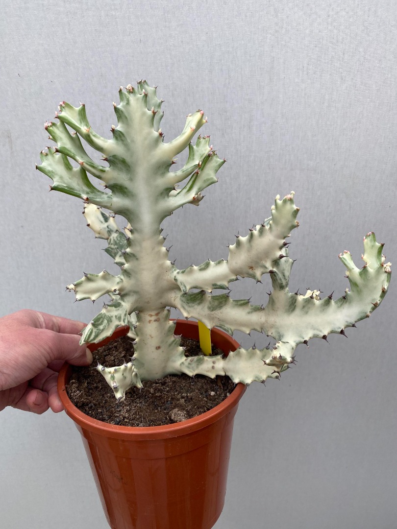 Euphorbia Lactea White Ghost Nr 16 matthijsplantenpaleis