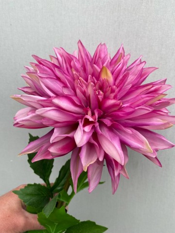 1 dahlia zijde nr 1 1