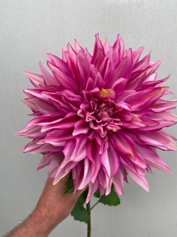 1 dahlia zijde nr 1 2