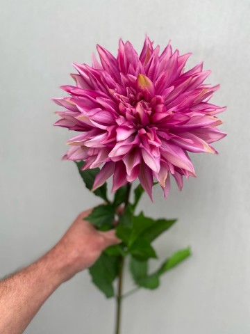 1 dahlia zijde nr 1 4