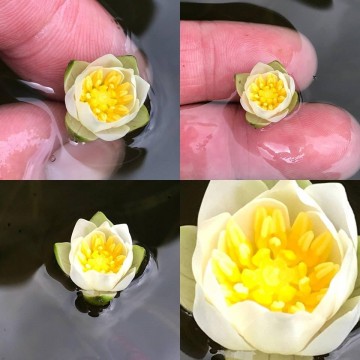 1 nymphaea tetragona nepal dwerg waterlelie 4