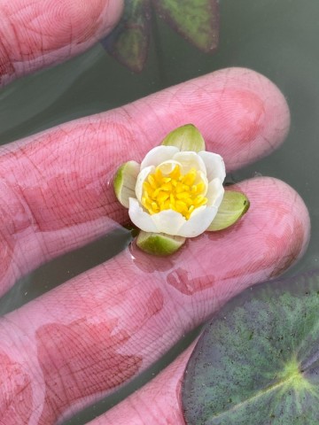 1 nymphaea tetragona nepal dwerg waterlelie 5