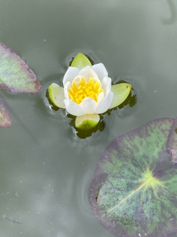 1 nymphaea tetragona nepal dwerg waterlelie 6