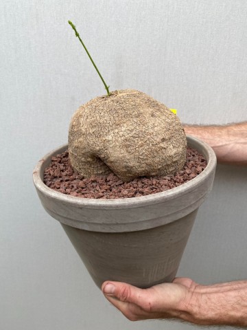 11 ibervillea lindheimeri nr 11 1