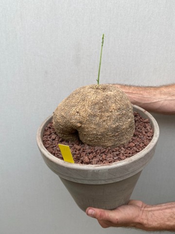 11 ibervillea lindheimeri nr 11 2