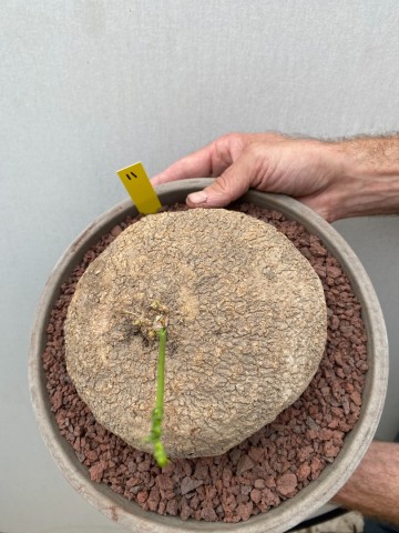 11 ibervillea lindheimeri nr 11 3