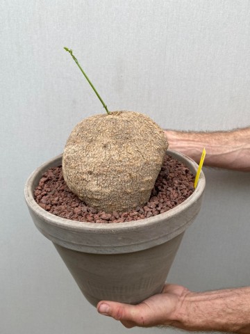 11 ibervillea lindheimeri nr 11 6