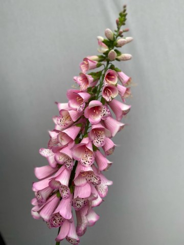 12 digitalis zijde nr 12 1