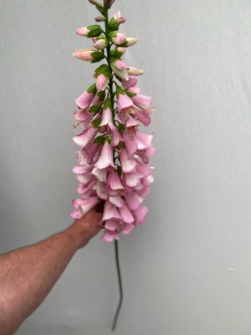 12 digitalis zijde nr 12 2