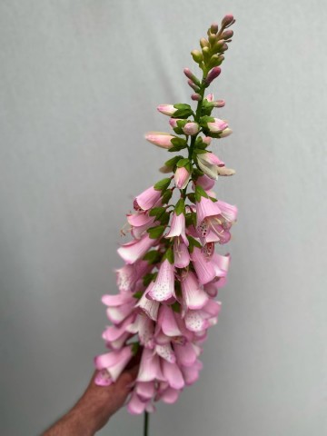 12 digitalis zijde nr 12 4
