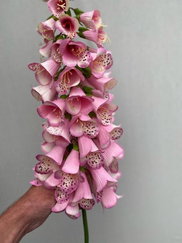 12 digitalis zijde nr 12 5