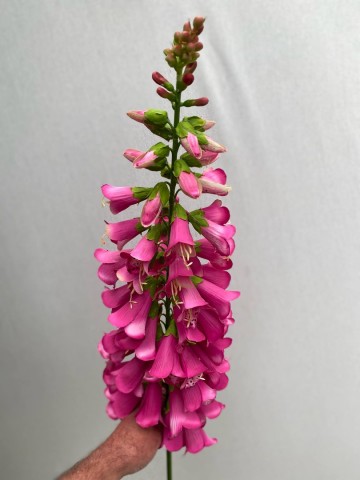 13 digitalis zijde nr 13 1