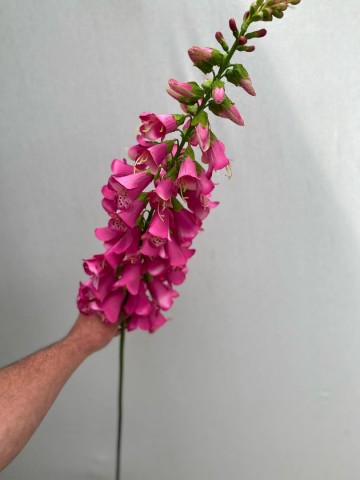 13 digitalis zijde nr 13 2