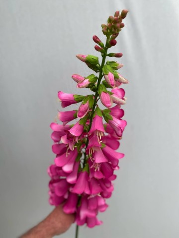 13 digitalis zijde nr 13 3
