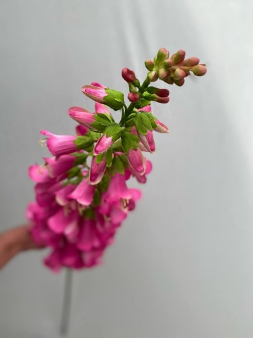 13 digitalis zijde nr 13 5