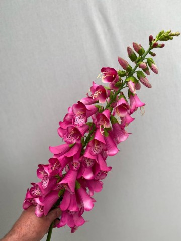 13 digitalis zijde nr 13 6