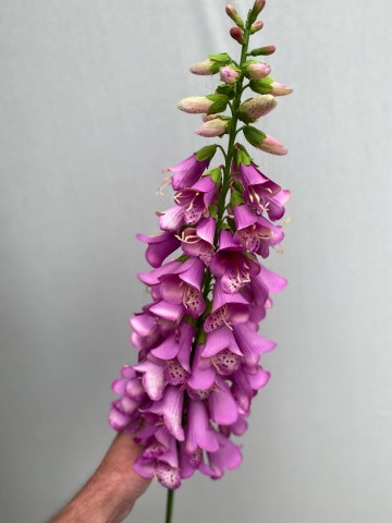 14 digitalis zijde nr 14 1