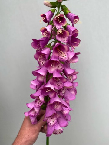 14 digitalis zijde nr 14 2