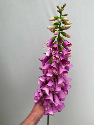 14 digitalis zijde nr 14 3