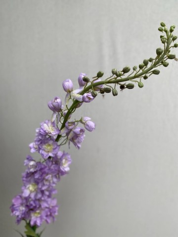 15 delphinium zijde nr 15 3