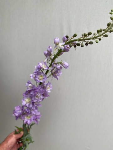 15 delphinium zijde nr 15 4