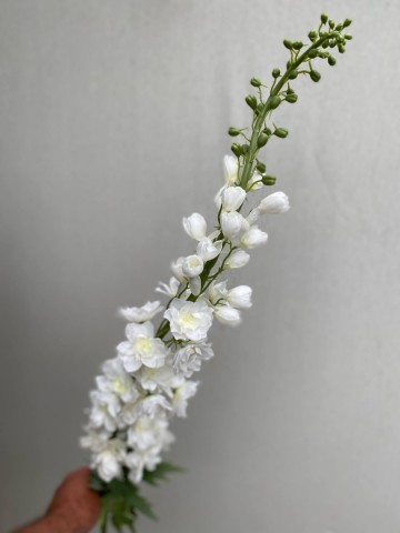 16 delphinium zijde nr 16 1