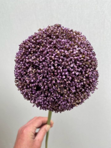 18 allium zijde 18 1