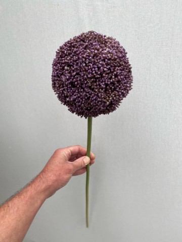 18 allium zijde 18 2