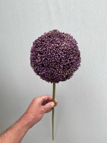 18 allium zijde 18 3