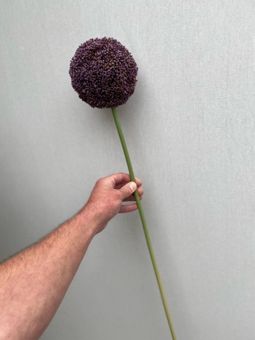 18 allium zijde 18 4