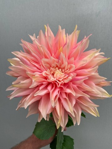 2 dahlia zijde nr 2 1