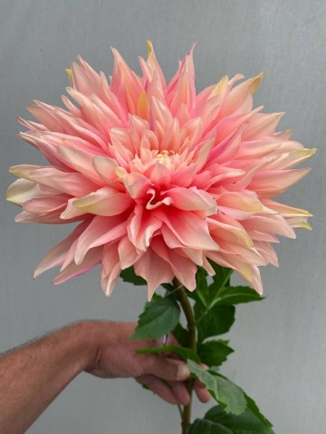 2 dahlia zijde nr 2 2