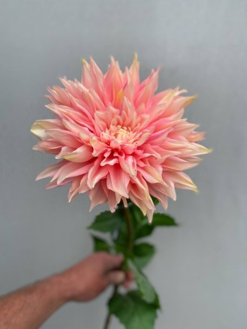 2 dahlia zijde nr 2 3