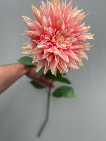 2 dahlia zijde nr 2 4