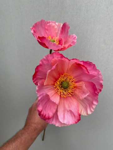 20 papaver zijde nr 20 1