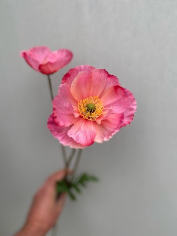 20 papaver zijde nr 20 3