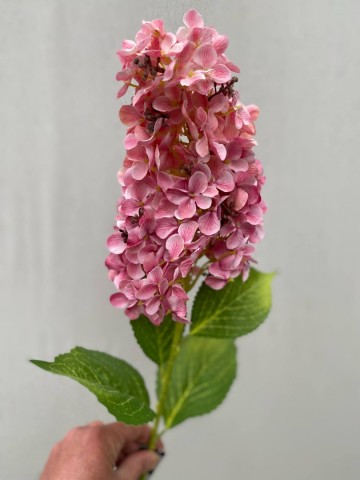 22 pluimhortensia zijde nr 22 2