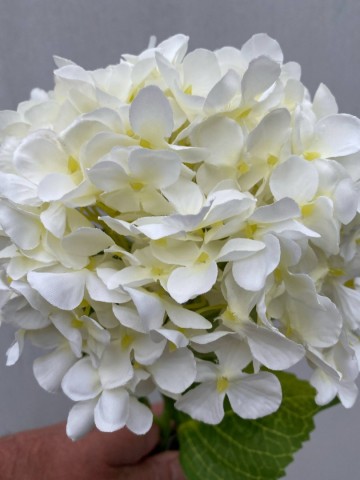 23 hortensia zijde nr 23 4