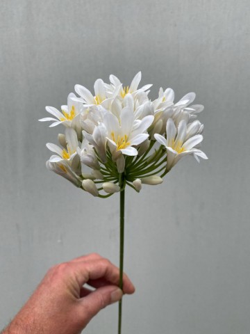 25 agapanthus zijde nr 25 1