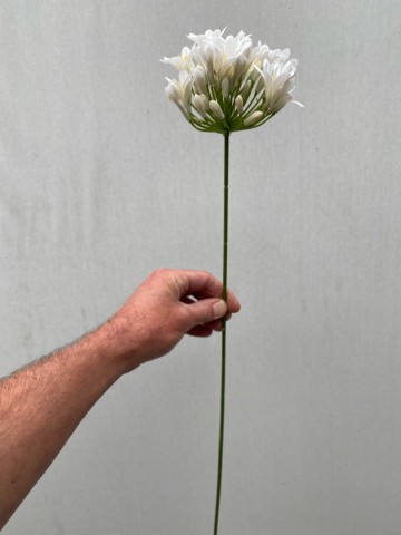 25 agapanthus zijde nr 25 2