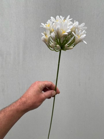 25 agapanthus zijde nr 25 3