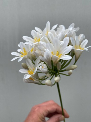 25 agapanthus zijde nr 25 4