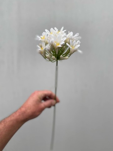 25 agapanthus zijde nr 25 5