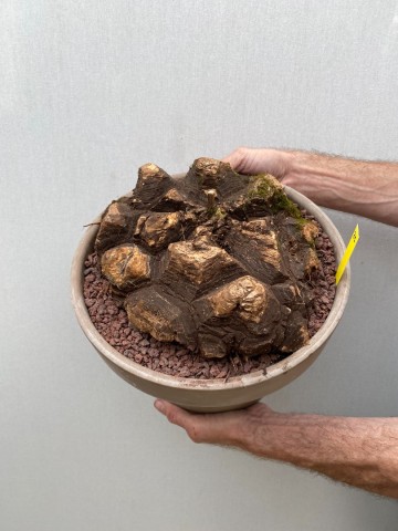 25 dioscorea mexicana nr 25 2