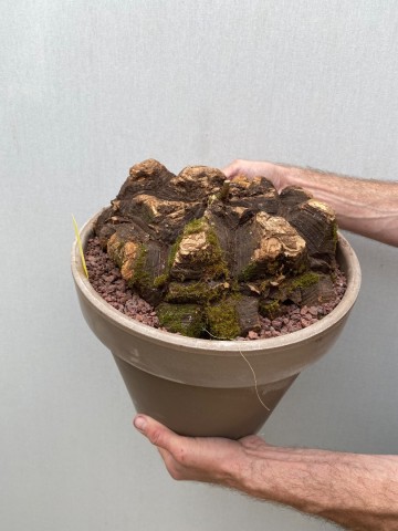 25 dioscorea mexicana nr 25 3