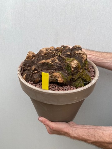 25 dioscorea mexicana nr 25 4