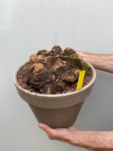 25 dioscorea mexicana nr 25 8