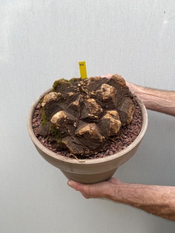 25 dioscorea mexicana nr 25 9
