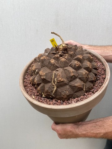 26 dioscorea mexicana nr 26 2