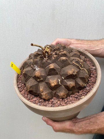 26 dioscorea mexicana nr 26 3